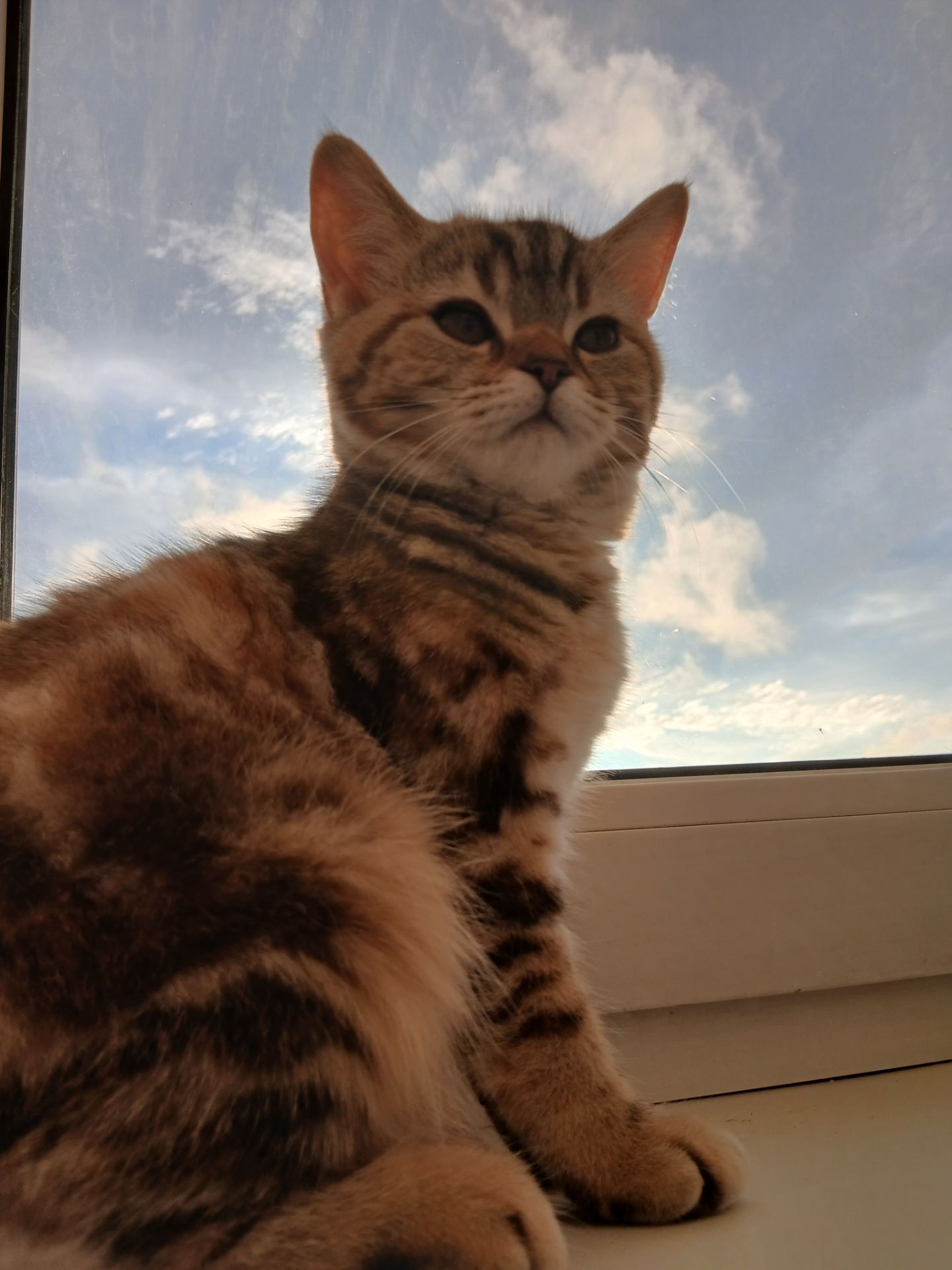 Продамо котят СКОТІШ Страйт