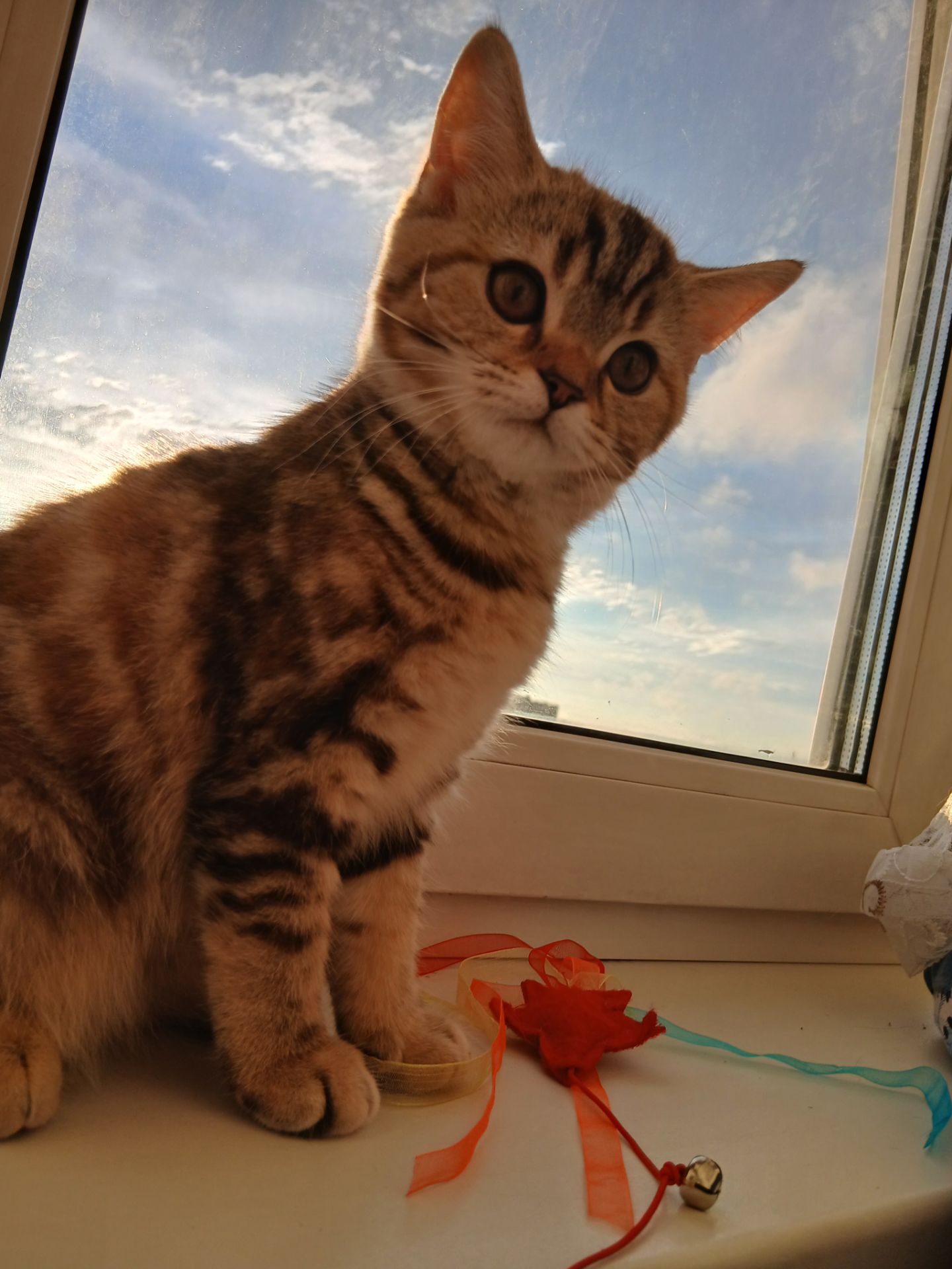 Продамо котят СКОТІШ Страйт