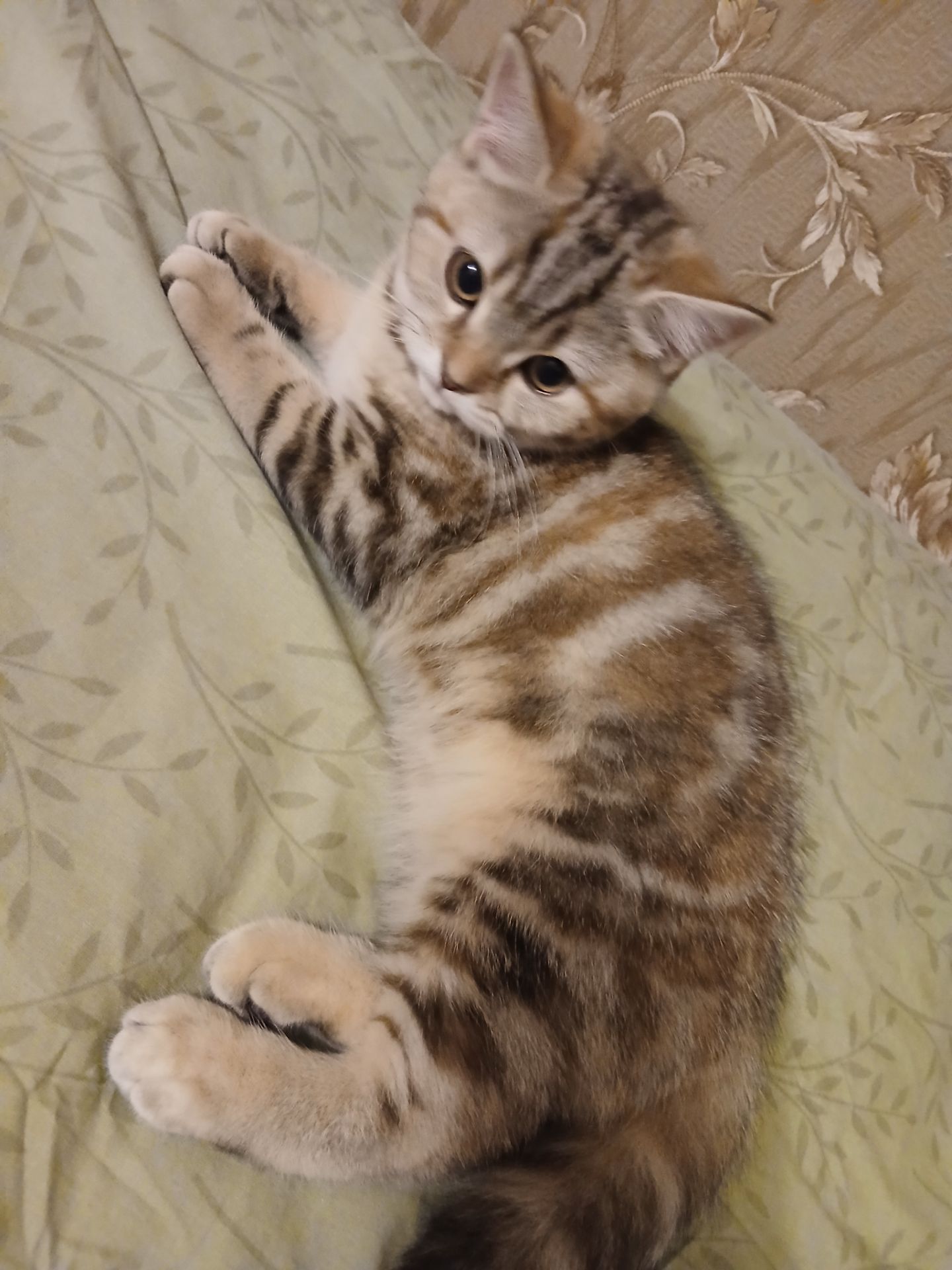 Продамо котят СКОТІШ Страйт
