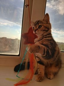 Продамо котят СКОТІШ Страйт