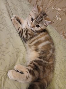 Продамо котят СКОТІШ Страйт