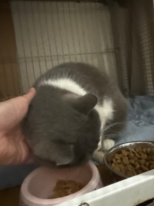 Діночка