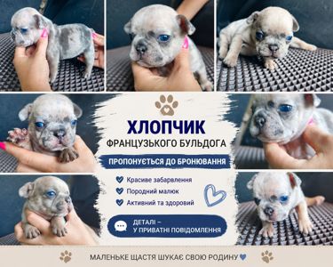 Французький бульдог мерле