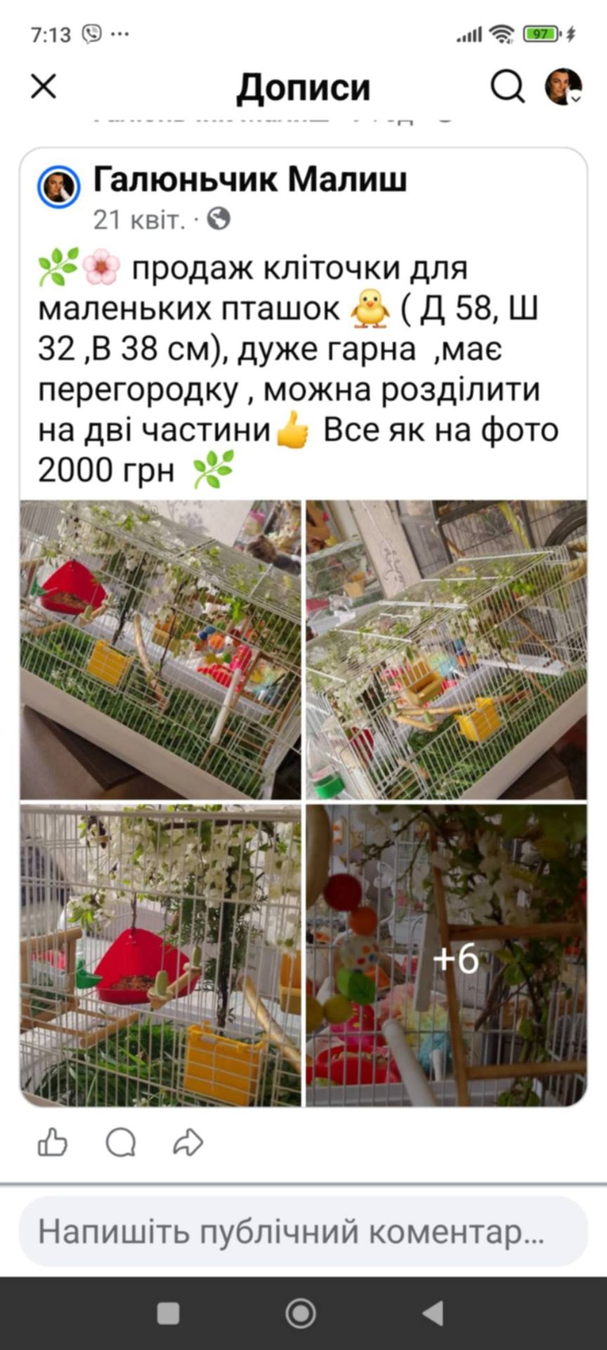 Малючки домашні ручні Корелятка