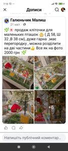 Малючки домашні ручні Корелятка