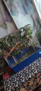 Малючки домашні ручні Корелятка