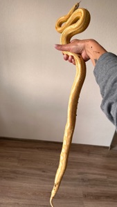 Маїсовий полоз