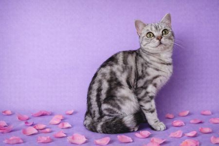 Американська короткошерста дівчинка ТАНЯ