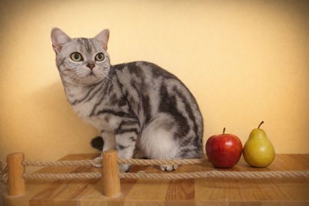 Американська короткошерста дівчинка ТАНЯ