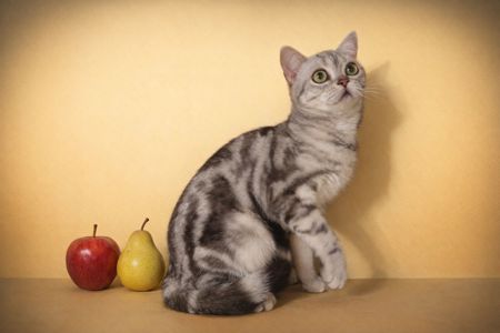 Американська короткошерста дівчинка ТАНЯ