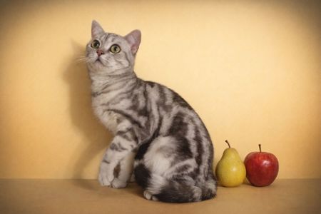 Американська короткошерста дівчинка ТАНЯ
