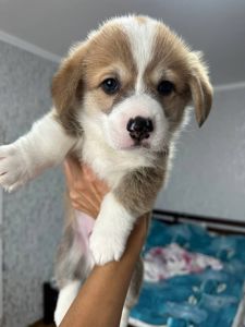 Цуценята вельш-коргі пемброк попередня бронь
