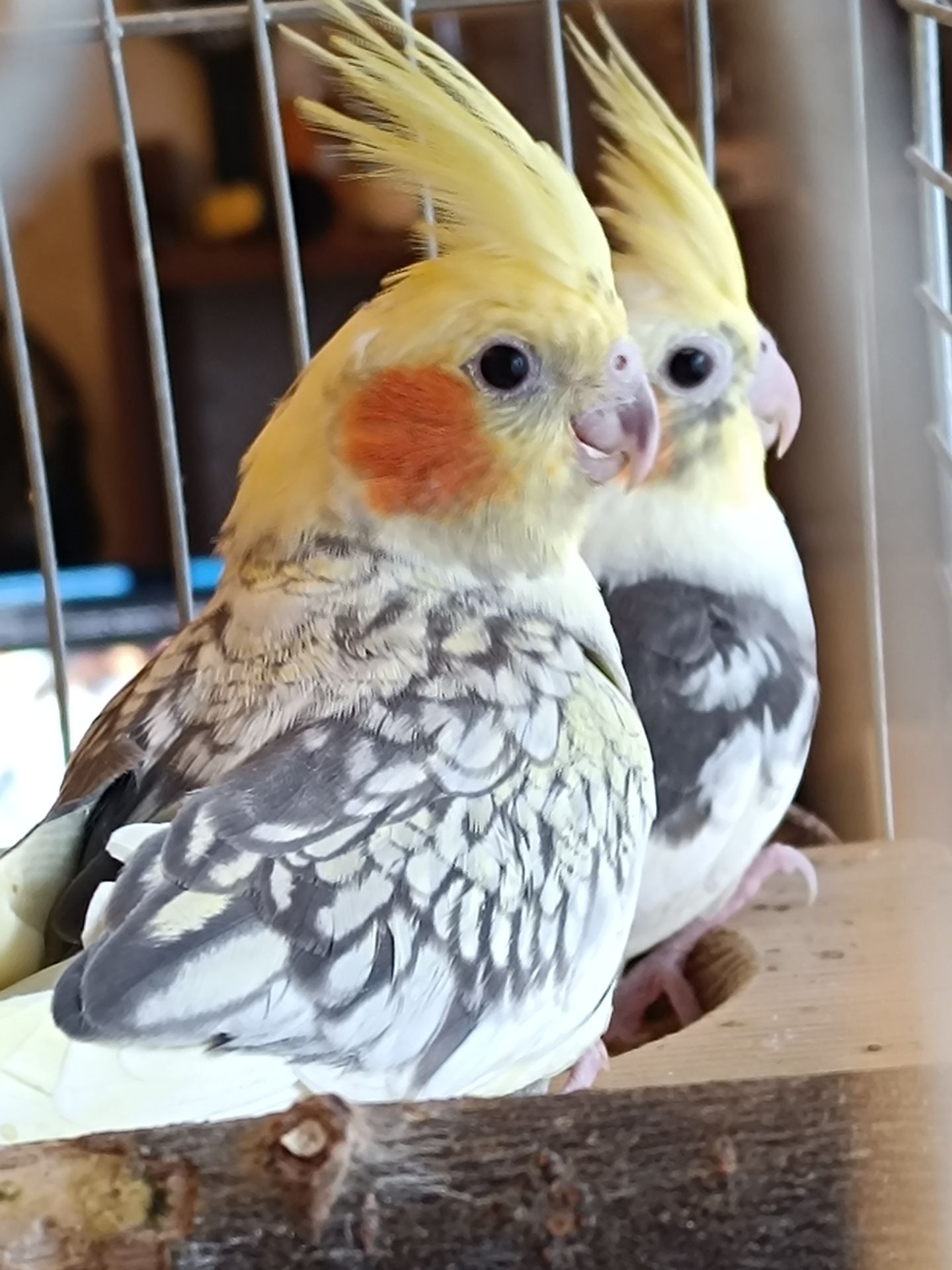 🦜 Пташенята корел