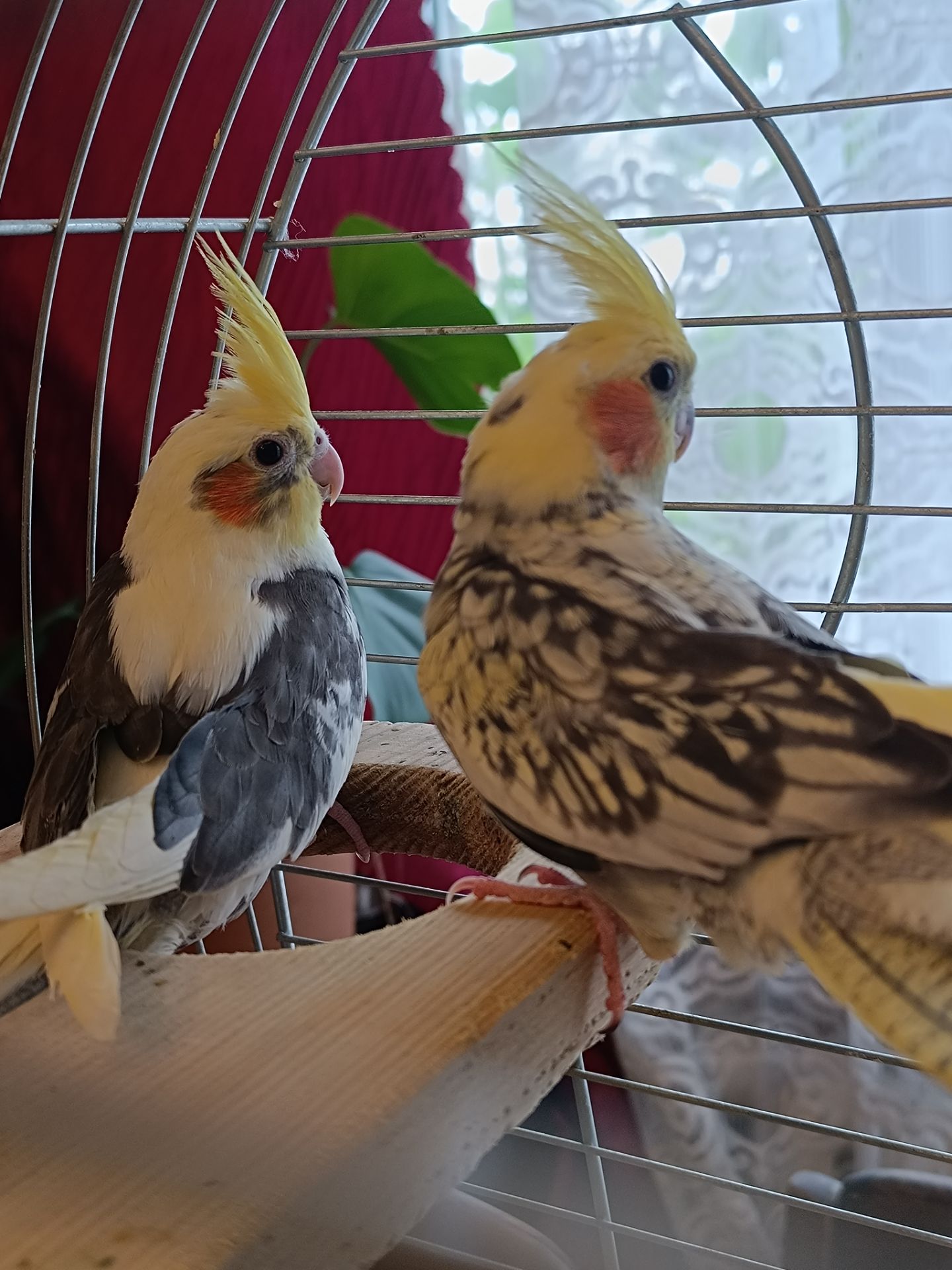 🦜 Пташенята корел