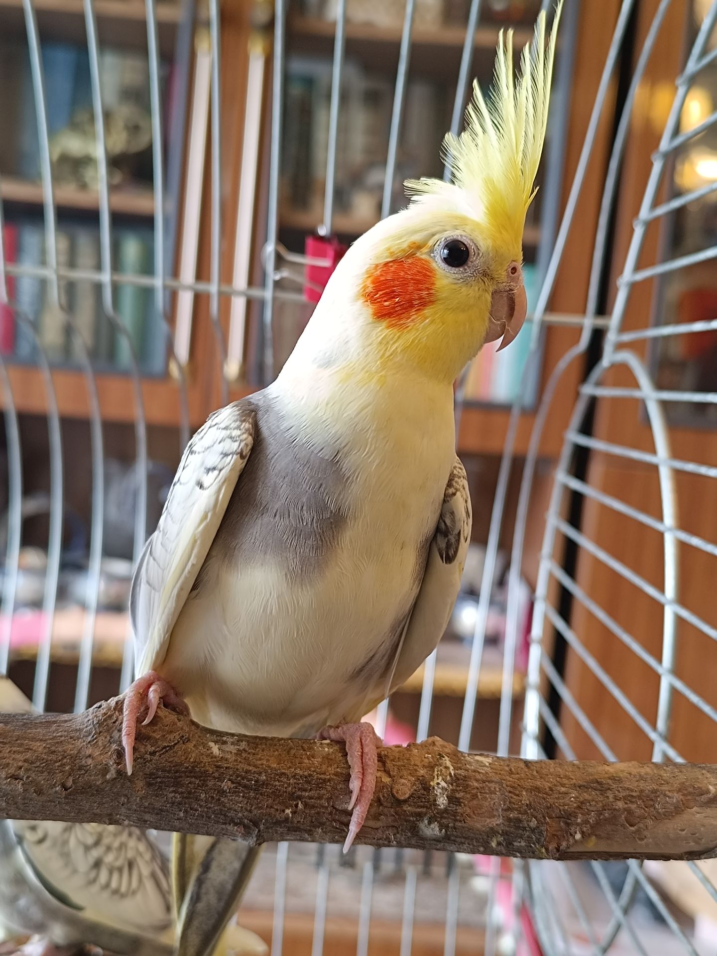 🦜 Пташенята корел