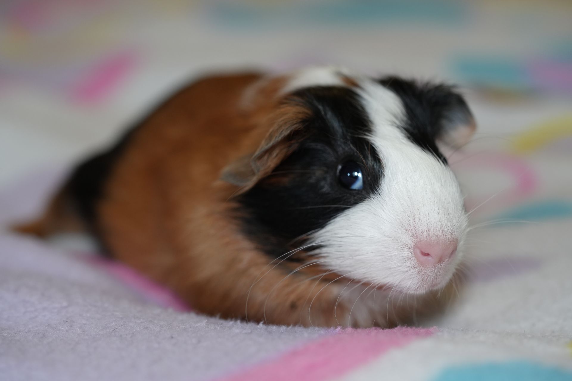 Морські свинки