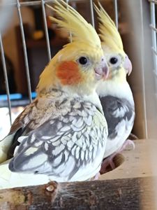 🦜 Пташенята корел