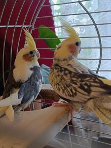 🦜 Пташенята корел