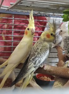 🦜 Пташенята корел