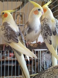 🦜 Пташенята корел