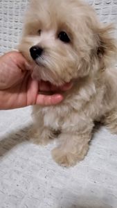 Мальтипу ф1 мальчики
