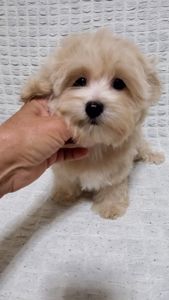 Мальтипу ф1 мальчики
