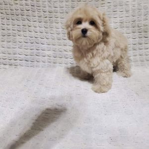 Мальтипу ф1 мальчики