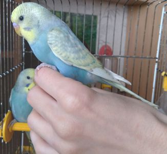 Ручные птенчики волнистые попугайчики