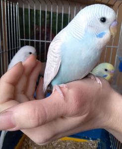 Ручные птенчики волнистые попугайчики