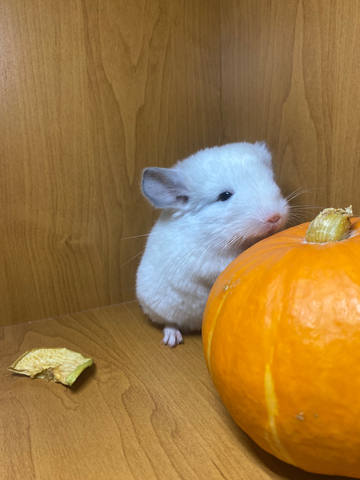 Шиншилла мальчик