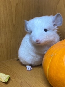 Шиншилла мальчик