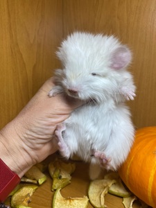 Шиншиллы малыши