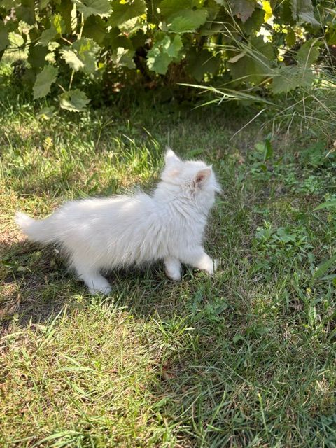 Котята в добрі руки