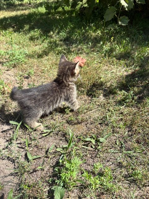 Котята в добрі руки