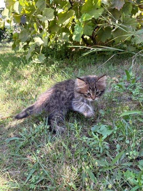 Котята в добрі руки