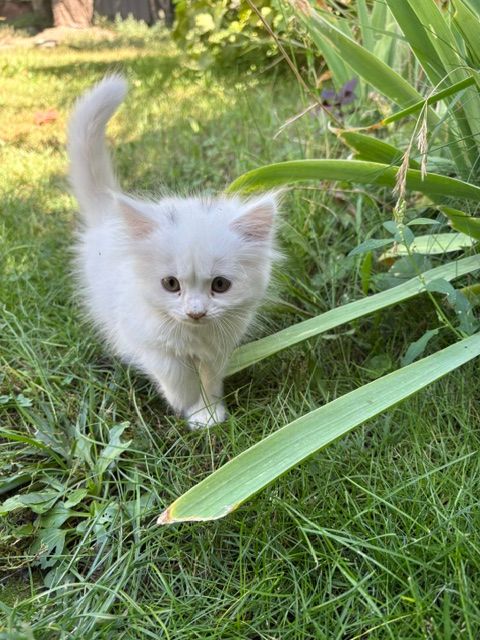 Котята в добрі руки