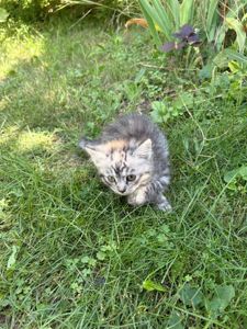 Котята в добрі руки