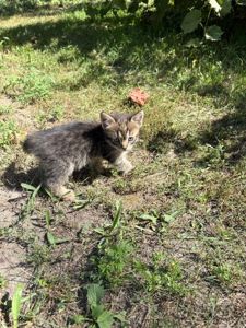 Котята в добрі руки