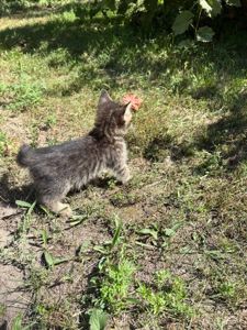 Котята в добрі руки