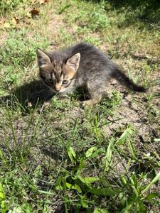 Котята в добрі руки
