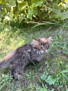 Котята в добрі руки