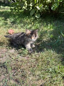 Котята в добрі руки