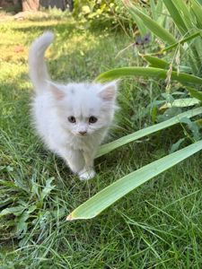 Котята в добрі руки