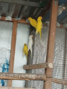 Продам годичных ожереловые попугаев