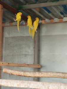 Продам годичных ожереловые попугаев