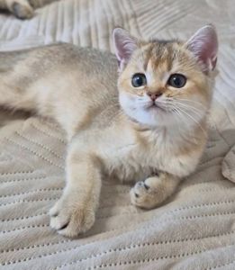 Британська золота шиншила