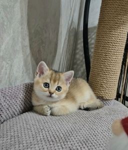 Британська золота шиншила