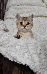 Британська золота шиншила