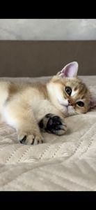 Британська золота шиншила