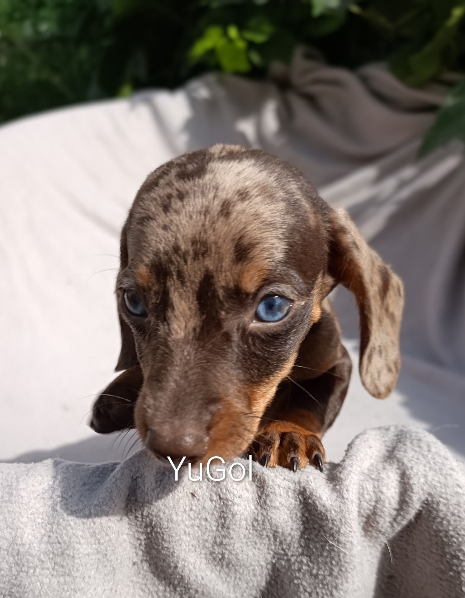 Голубоокий мініатюрний хлопчик